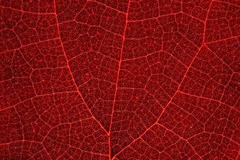Extreme macro of deep red leaf veins and organic skeletal texture Stockfoto's