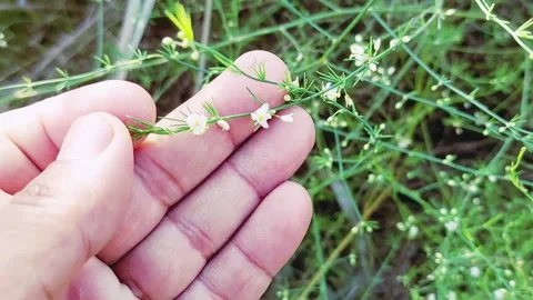 Extreme Macro Of Delicate White Flowers On Asparagus Racemosus Plant Stock Footage 333493748