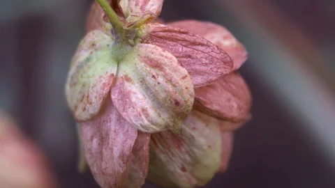Extreme Macro of Drying Hop Cone Scales, Autumn Harvest Texture Stock Footage 325731145