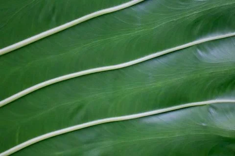 Extreme macro of elephant ear leaf vein, abstract green texture Stock Photos