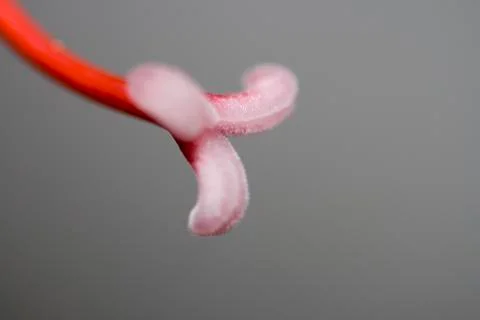 Extreme macro of flower stem 스톡 사진
