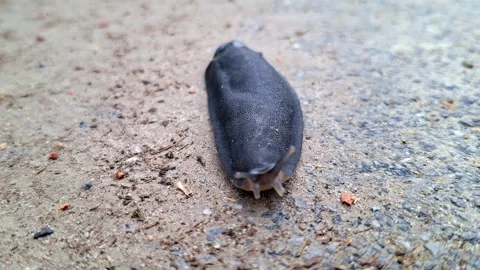 Extreme Macro Focus On Black Slug Moving On Street Stock Footage 339638717