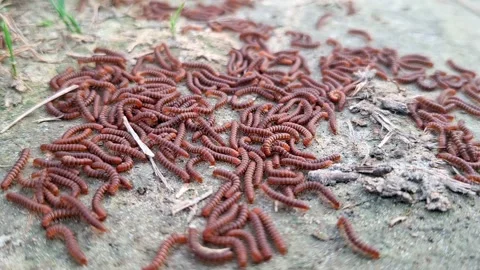 Extreme Macro Focus On Clustered Segmented Worms Vídeo Stock 339826279