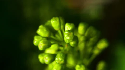 Extreme Macro Format of the Grape Buds on a Vine, Before Flowering #2 Tilt Down Stock Footage 136674279