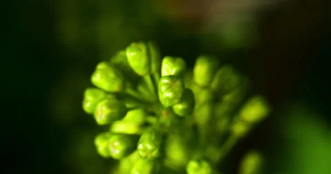 Extreme Macro Format of the Grape Buds on a Vine, Before Flowering #2 Tilt Down Stock Footage 136674988