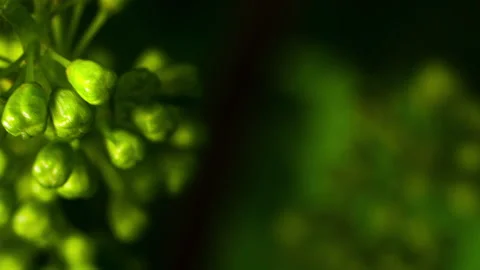 Extreme Macro Format of a Grape Buds on a Vine, Before Flowering #3 Pan Stock Footage 136675349