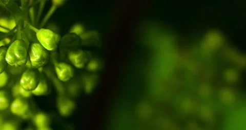 Extreme Macro Format of a Grape Buds on a Vine, Before Flowering #3 Pan Stock Footage 136675520