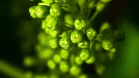 Extreme Macro Format of the Grape Buds on a Vine, Before Flowering #1 Stock Footage 136814277