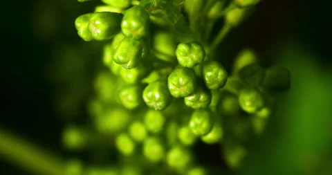 Extreme Macro Format of the Grape Buds on a Vine, Before Flowering #1 Stock Footage 136814288