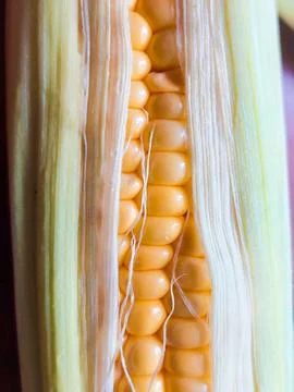 Extreme macro of fresh corn cob kernels peeking through open green husk Photos