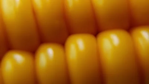 Extreme Macro of Fresh Corn Kernels with Cinematic Horizontal Motion. Stock Footage 340028477