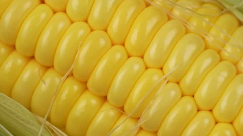 Extreme Macro of Fresh Raw Yellow Sweet Corn Kernels Stock Footage 327540784