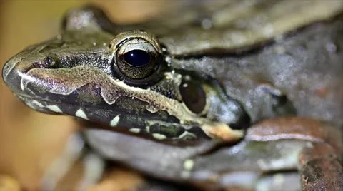 An extreme macro of a frog breathing in the Peruvian Amazon Stock Footage 10896239