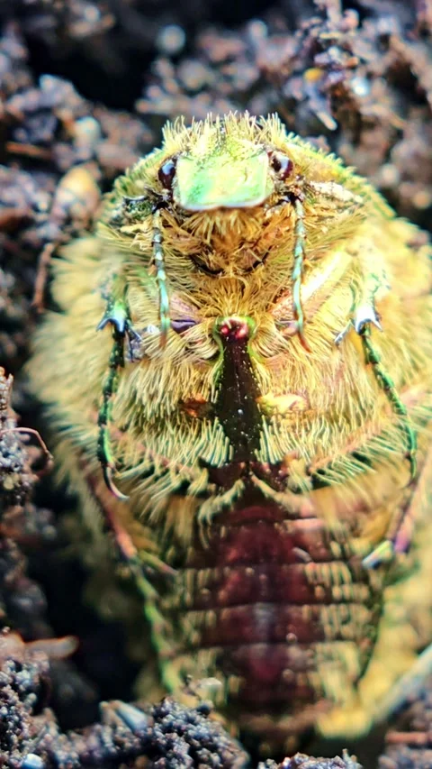 Extreme Macro Front View Of Beetle Face Stock Footage 333465785