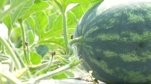 Extreme Macro Fuzzy Watermelon Stem And Tendril On Farm Stock-Footage 333365382