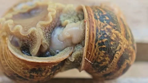 Extreme Macro of Garden Snails During Mating Behavior Stock Footage 340538923