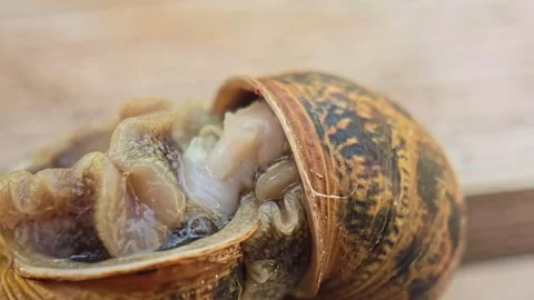 Extreme Macro of Garden Snails Mating Showing Reproductive Organs Stock Footage 340538920