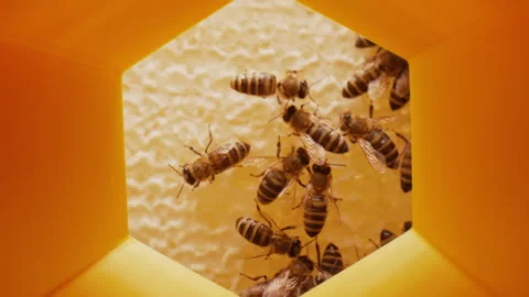Extreme Macro Glides Through Honeycomb Passage Inside Hexagonal Cell to Busy Bee Stock Footage 314521619