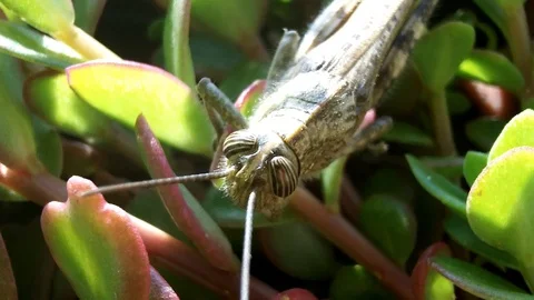 Extreme Macro Grasshopper Head and Eyes – Insect Wildlife Close-Up Stock Footage 103541115