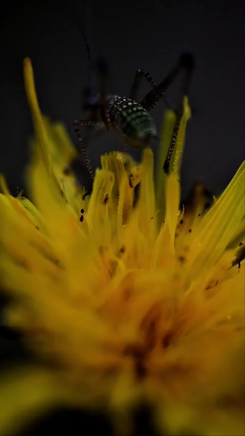 Extreme Macro of Grasshopper Sitting on Yellow Flower Video stock 337132598