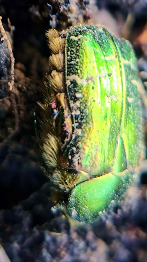Extreme Macro Of Green Beetle Moving In Soil Stock Footage 333465805