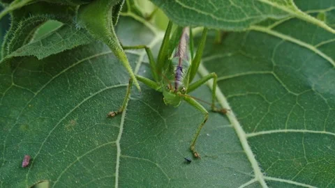 Extreme macro of green bush-cricket resting on leaf showing detailed insect Stock Footage 341520128