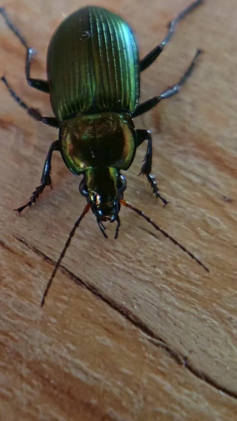 Extreme Macro Of Green Ground Beetle Stock Footage 335276154