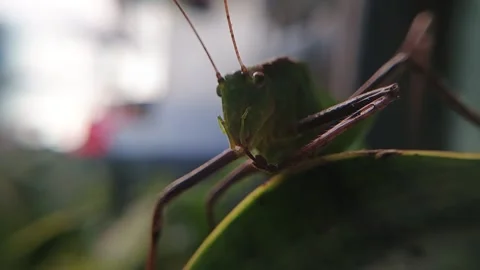 Extreme macro of a green katydid grasshopper face Stock Footage 335611391