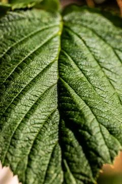 Extreme macro of a green leaf showing highly detailed vein structure Stockfoto's