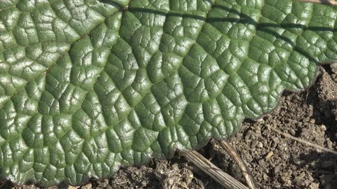 Extreme Macro of Green Leaf Texture and Organic Botanical Patterns Stock Footage 334081964