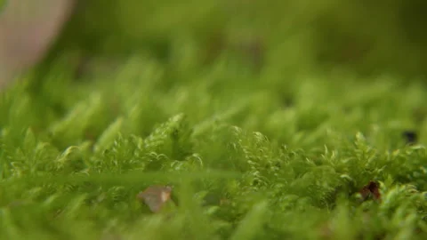 Extreme macro of green moss showing a rack focus from foreground to background Stock Footage 346546611