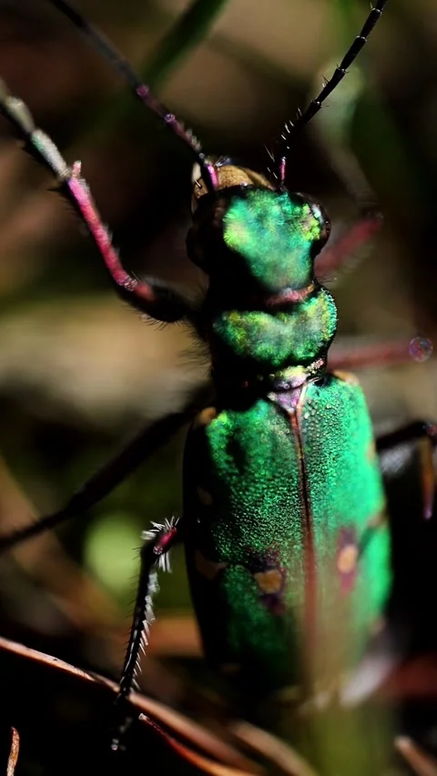 Extreme Macro Green Tiger Beetle Moving Through Pine Needles Stock Footage 341804122