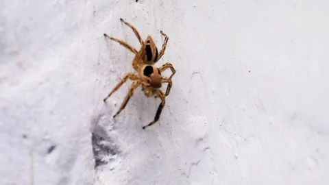 Extreme macro of a grey jumping spider found in India Stock Footage 73874799