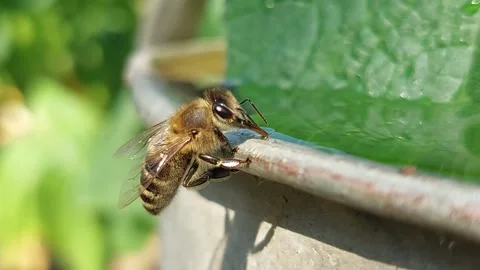 Extreme macro of a honey bee drinking water from the edge of a barrel on a sunny Stock Footage 338283237