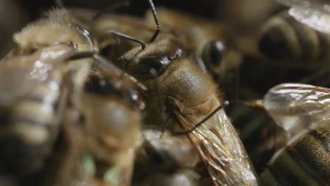 Extreme macro of honey bee inside hive cluster Video stock 310727292