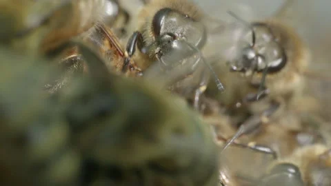 Extreme macro of honey bee showing eye and antenna Stock Footage 311009816