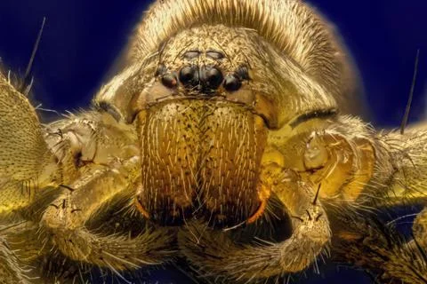 Extreme macro image of spider's eyes. A close-up. Stacking super macro. Stock Photos
