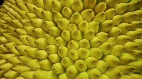 Extreme Macro Of Jackfruit Spikes Forming Radial Pattern, Rotating Close Up Text Stock Footage 334319863