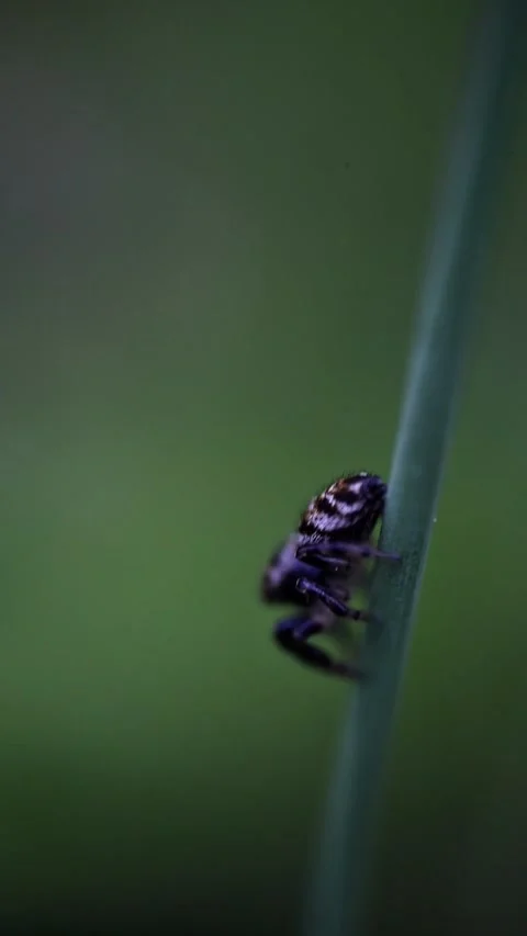 Extreme Macro of Jumping Spider Leaping Out of Frame Video stock 337132619