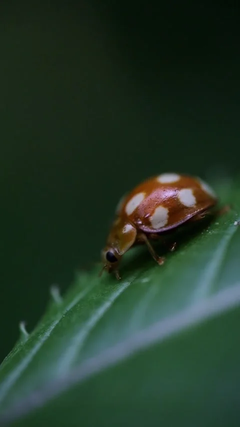 Extreme Macro of Ladybug on Green Leaf 5x Magnification Video stock 337132576