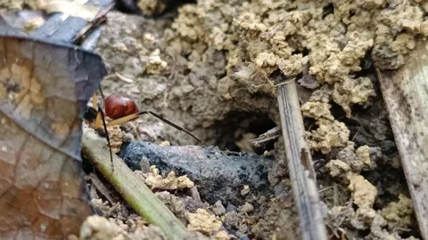Extreme macro of large ants carrying soil particles from nest entrance Stock Footage 334797675