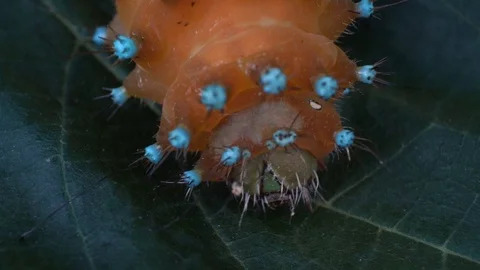Extreme macro on leaf giant Stock Footage 127840814