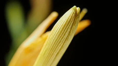 Extreme Macro Lily Bloom – Orange Flower Time-Lapse in Cinematic 8K 動画素材 320836042