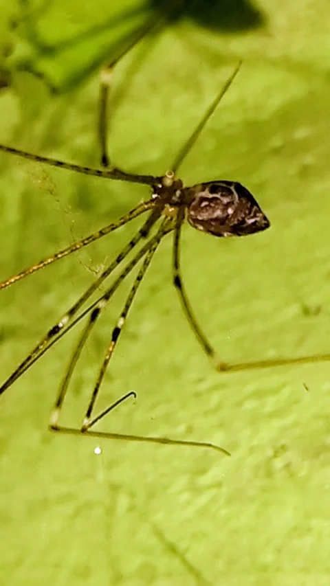 Extreme Macro of a Long-Legged Cellar Spider Resting on a Bright Green Surface Stock Footage 287778927