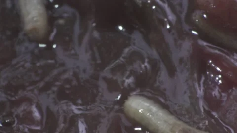 Extreme macro, multiples maggots crawl on dead rotting flesh, circle of Stock-Footage 143305433