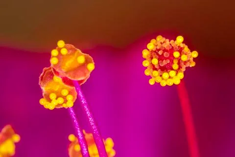 Extreme macro Stock Photos