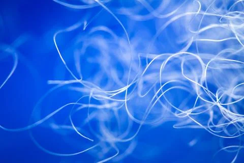 Extreme macro of polyester stable fiber on blue background Stock Photos