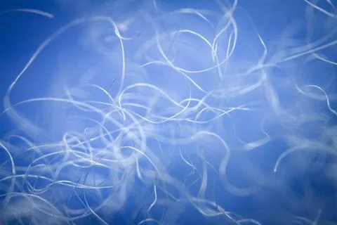 Extreme macro of polyester stable fiber on blue background Stock Photos