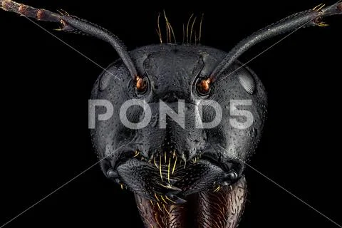 Extreme macro portrait of an ant Stock Photos