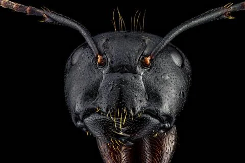 Extreme macro portrait of an ant Stock Photos